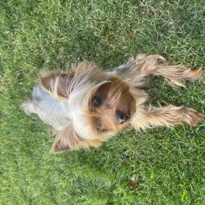 Lost Dog Osito