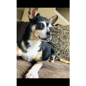Lost Dog rosy