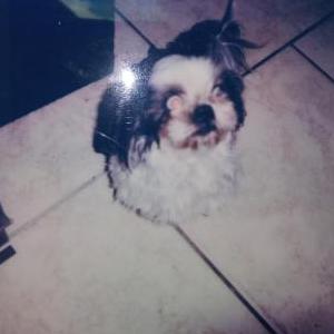 Lost Dog Cassie