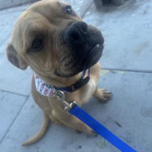 Lost Dog Tugga