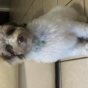Image of Jasper, Lost Dog