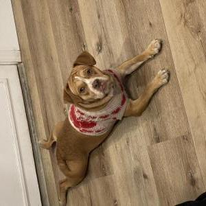 Found Dog Unknown