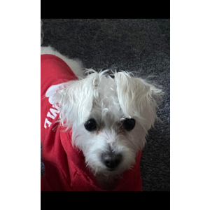 Lost Dog Cooper