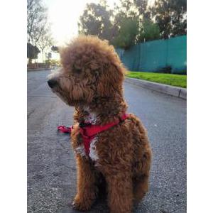 Lost Dog Teddy
