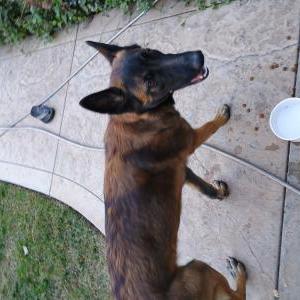 Found Dog Unknown