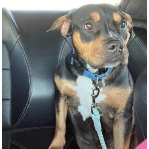 Image of Baby D, Lost Dog