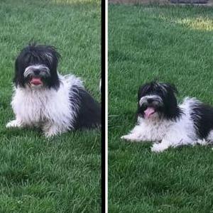 Lost Dog Hercules
