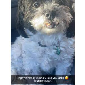 Lost Dog Bella