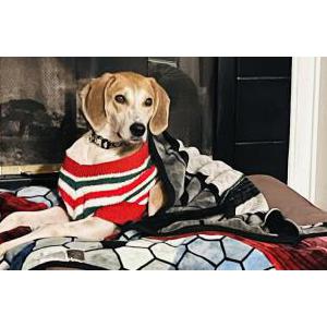 Image of Blitz, Lost Dog