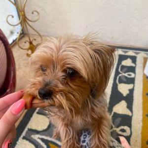 Lost Dog Gucci