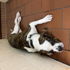 Image of Amora, Lost Dog