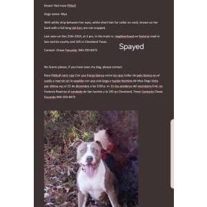 Image of Mya, Lost Dog