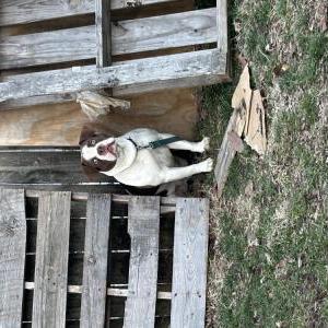 Lost Dog Unknown