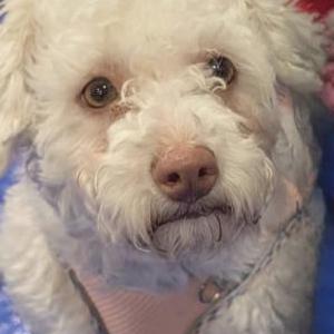 Lost Dog Kismet
