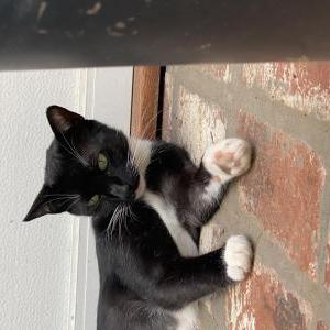 Image of Jerry, Lost Cat