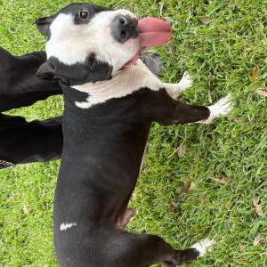 Found Dog Unknown
