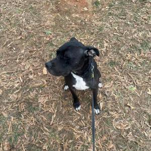 Image of matthew, Lost Dog