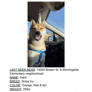 Lost Dog Saint