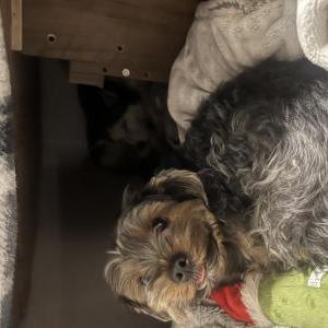 Lost Dog Cleo