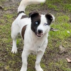 Lost Dog Cooper