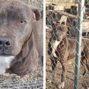 Lost Dog Bruce
