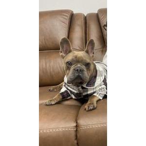 Lost Dog Coco