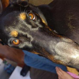 Image of Lassie, Lost Dog