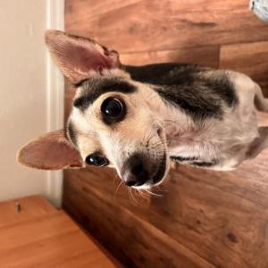 Found Dog Unknown