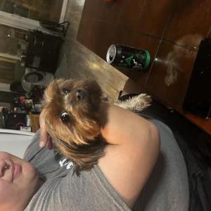 Found Dog Dog