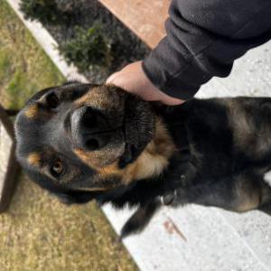 Image of Unknown, Found Dog