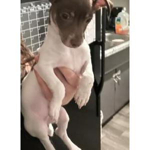 Found Dog Unknown