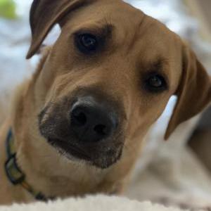 Lost Dog Dallas