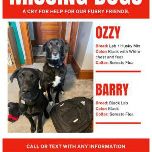 Lost Dog Ozzy and Barry