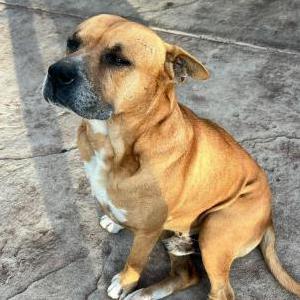 Lost Dog Teddy Maldonado