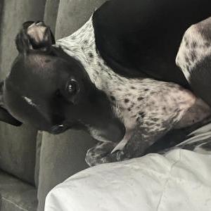 Lost Dog Kodi