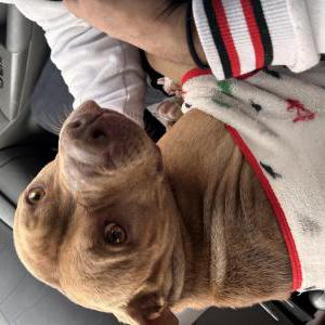 Found Dog Unknown