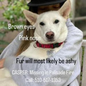 Lost Dog Casper