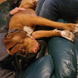 Lost Dog Missy