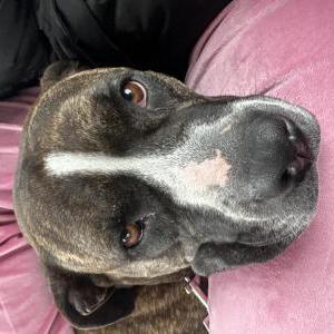 Found Dog Unknown