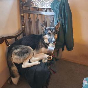 Lost Dog Cuj0