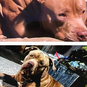 Image of Trouble, Lost Dog
