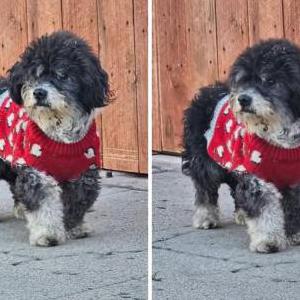 Lost Dog Gizmo