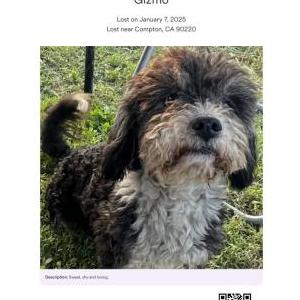 2nd Image of Gizmo, Lost Dog