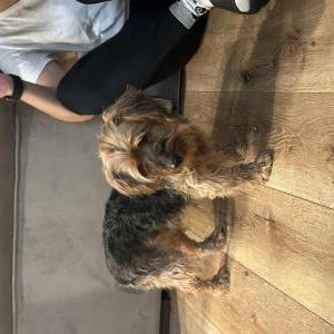 Found Dog Unknown