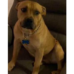 Lost Dog Gottie