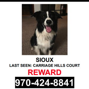 Lost Dog Denali