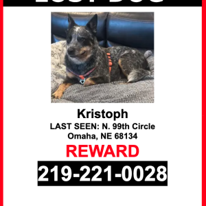 Lost Dog Kristoph