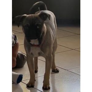 Lost Dog Lucky