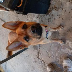 Found Dog Unknown