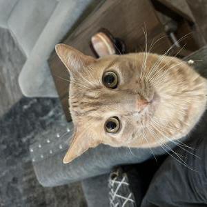 Lost Cat Pimpkin